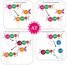 Psikotes online terbaik di indonesia psikotes atau tes psikologi adalah evaluasi tertulis, visual, atau verbal yang Antibiotics Free Full Text Acyltransferases As Tools For Polyketide Synthase Engineering Html