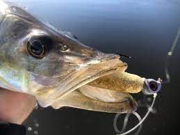 Snook Caught On A Doa C A L 3 Shad Tail Daiwa Corporation Usa Mustad Fishing Doa Lures Minn Kot Saltwater Fishing Inshore Fishing Saltwater Fishing Lures