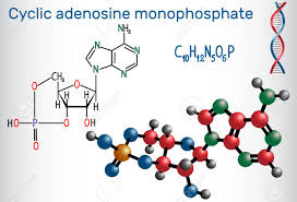Check spelling or type a new query. Das Cyclische Adenosinmonophosphat Camp Molekul Ist Ein Derivat Von Adenosintriphosphat Atp Und Wird Fur Die Intrazellulare Signalubertragung Verwendet Chemische Strukturformel Und Molekulmodell Vektor Illustration Lizenzfrei Nutzbare