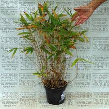 The etymological root of the binomial name sasa is from the japanese name for certain dwarf bamboos. Sasa Tsuboiana Bambou Nain Dense Aux Grandes Feuilles Vert Sombre