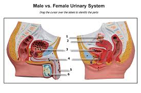 Human male and female anatomy complete 3d model. Male V S Female Urinary System Diagram Quizlet
