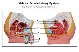 I don't believe you can give 'tutorials' on body anatomy. Male V S Female Urinary System Diagram Quizlet