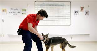 I know what the vet has told us but can anyone give me an idea what to look for when the end time is closer? Dogs Sniff Out Ovarian Cancer In New Study