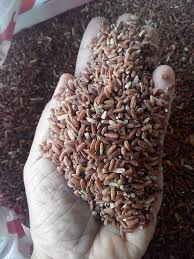 Image result for Oryza longistaminata