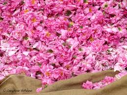 Epingle Par Anne Lise Lm Sur On Dirait Le Sud Fleurs Photos Parfumeur