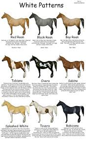 Pin By Real Talk On Horse Color Chart Horses Horse Color