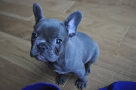 Blueg blue tri merle french bulldog. Rare French Bulldog Colors Frenchie World Shop