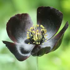 Image result for Scabiosa drakensbergensis