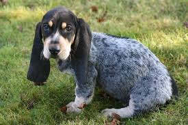 Chien de chasse (chien courant : Chiot Elevage Des Vallees Longeronnaises Eleveur De Chiens Basset Bleu De Gascogne