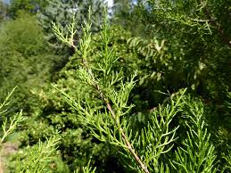 Image result for Juniperus procera