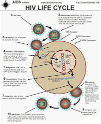 hiv drugs and the hiv lifecycle the well project