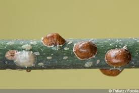 Schildlause Bekampfen Die Besten Hausmittel Gartendialog De In 2020 Schildlause Garten Anlegen Schadlinge Im Garten