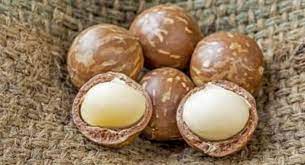 Maybe you would like to learn more about one of these? Yuk Lihat Kacang Termahal Di Dunia Seperti Apa Sih Artikel Pertanian Terbaru Berita Pertanian Terbaru