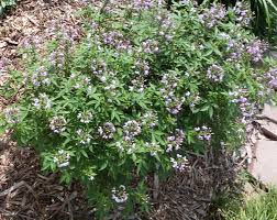 Image result for Cleome elegantissima