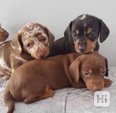 Image result for jezevčík hladkosrstý