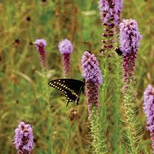 Image result for Pycnostachys ruandensis