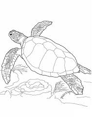 The Loggerhead Turtle Color Coloring Page Turtle Coloring Pages Animal Coloring Pages Turtle Drawing