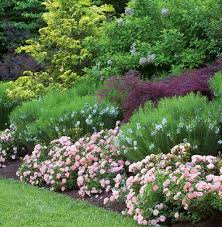 The shrub makes a great companion for any established beds that want a punch of color from. Rosa Peach Drift Groundcover Rose