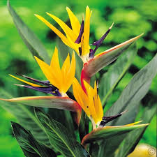 Bird Of Paradise Plant For Sale Near Me Strelitzia Plant Bird Of Paradise 1 Plant Buy Online Order Yours Now Plants Strelitzia Plant Bulb Flowers