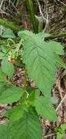 Image result for Crassocephalum radiatum
