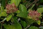Image result for Clerodendrum buchneri
