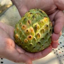 Image result for Annona