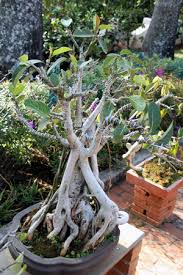 Lotus bonsai studio will be at the international bonsai show in monaco 2014.please come and visit us! Susser Bonsai Aus Frangipani Baum Der In Der Regel Sehr Gross Ist Aber Hier Ist Es Weniger Als Zwei Meter Gross Grosse Kunst Es Zu Machen Und Zu Pflegen Lotus Auf Der Ruckseite