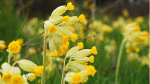 These plants can be found in the prairie remnants of ohio. Cowslip Primula Veris British Wildflowers Woodland Trust