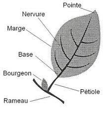 cle d identification des arbres au coeur de l arbre tree toddler education coloriage fille loup kawaii