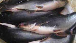 Ikanpatinmasakasamrebus #resepiikanpatinmasakasamrebus #ikanpatinmasakasam ~ ikan patin ikan patin adalah jenis ikan air tawar yang banyak digemari sebagai ikan hias peliharaan dan juga. Gambar Ikan Patin Png Gambar Ikan Hd