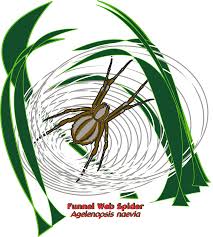 2017 Year Of The Spider Nc State Parks