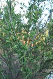 Image result for Boscia filipes