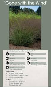 Image result for Sporobolus consimilis