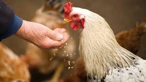 Susah payah membuat contoh proposal usaha pakan ternak unggas, namun kalah atau belum mau diterima oleh customer atau investor, pasti membuat anda pusing kepala. 4 Bahan Pakan Alternatif Ayam Bersumber Nabati Dan Hewani Star Farm International