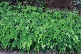 Image result for Adiantum capillus-veneris