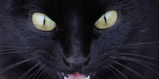 Padahal makanan tersebut bukan untuk mereka. Mengapa Mata Kucing Menyala Saat Gelap Halaman All Kompas Com