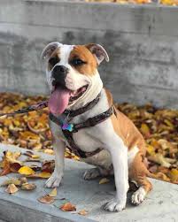 Health guarantee, all pups are vet checked! Top 5 Myths On The American Bulldog Pitbull Mix Animalso