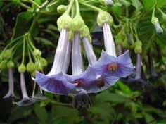 Iochroma Grandiflora Blue Angel S Trumpet Angel Trumpet Brugmansia Rare Flowers