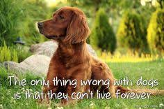13 Best Dog Quotes Sayings Images Quotes About Dogs