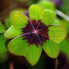 Image result for Oxalis tetraphylla