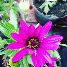 Vivero La Mariposa Home Facebook