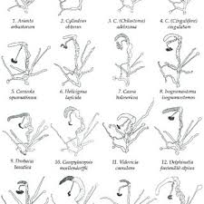 Mii de imagini noi adăugate zilnic utilizare complet gratuită videoclipuri și imagini la calitate înaltă de la pexels. Pdf Systematics Of Ariantinae Gastropoda Pulmonata Helicidae A New Approach To An Old Problem
