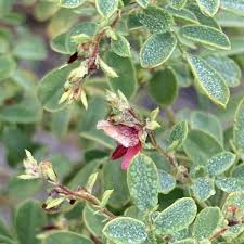 Image result for Indigofera mendonçae