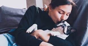 The 6 best dog breeds for apartment living