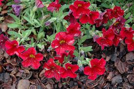 Image result for calibrachoa million bells