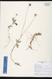 Image result for Tridax