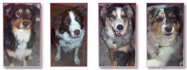 Maybe you would like to learn more about one of these? Aussie And Friends Rescue Home Facebook