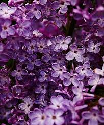 5 Reasons To Love Chinese Lilac Yes Beyond Your Imagination Lilac Flowers Lilac Growing Flowers