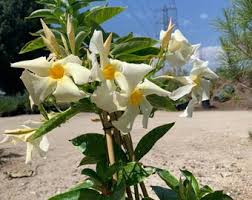 Image result for Lonicera confusa