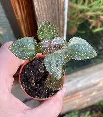 Image result for Calvoa